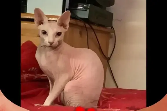 Chat perdu, Sciez, photo: Chat sphynx perdu à Sciez sur Léman