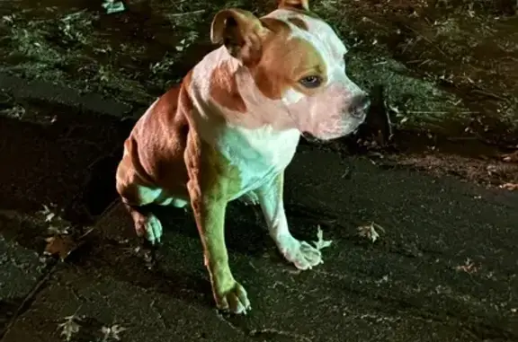 Found dog , photo: Friendly Found Dog with Distinct Scars