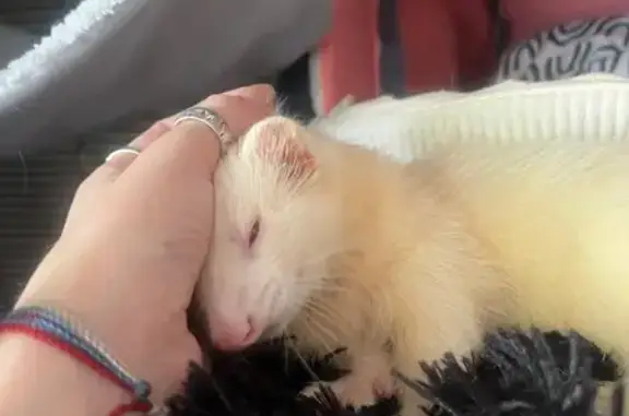Missing: Albino Ferret 'Kasper...