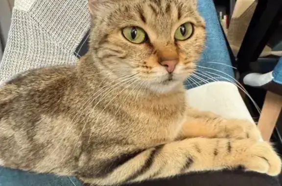 Animaux trouvés Aussillon, photo: Chatte jeune trouvée, non identifiée, Aussillon