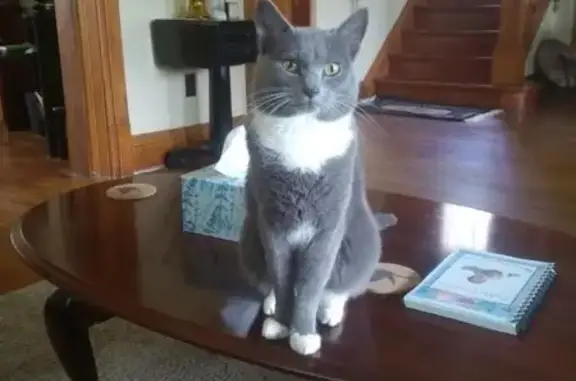 Lost Cat: Grey/White, Unique Chin Mark