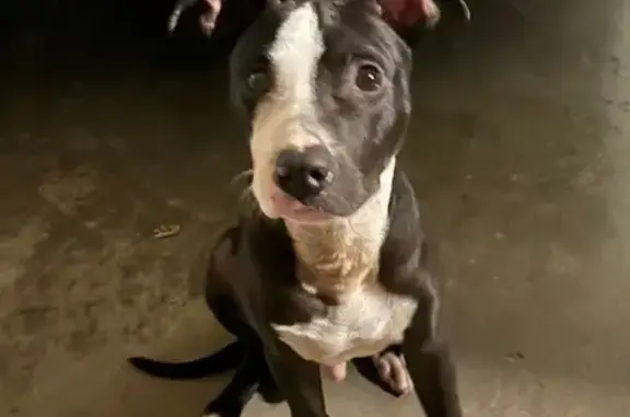 Found dog Austin, photo: Friendly Black & White Dog Found on Hwy 319