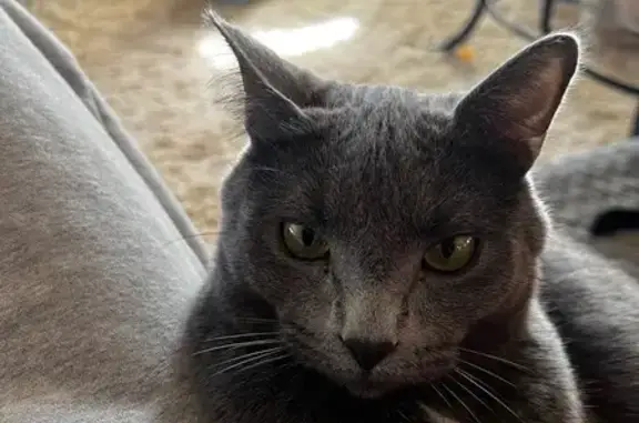 Lost Gray Cat on Nob Ridge Drive