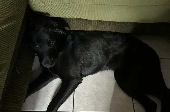 Animaux trouvés Changé, photo: Chien noir labrador trouvé à Changé