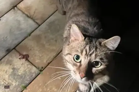 Animaux trouvés Chessy, photo: Chat sociable trouvé rue d'Ariane, Chessy