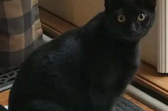 Lost Black Cat in Hendrix Court, MD