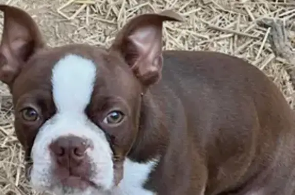 Lost Service Dog in Savannah, TN