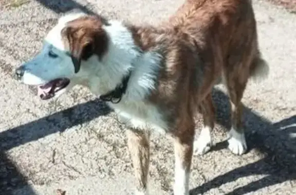 Animaux trouvés , photo: Chien marron et blanc trouvé voie verte