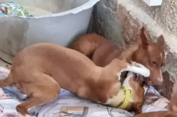 Podenco Andaluz talla chica, marrón con collar naranja