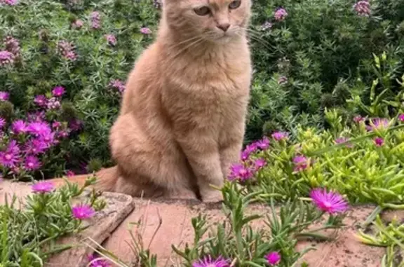 Animaux perdus Toulaud, photo: Chat roux Oggy perdu à Toulaud