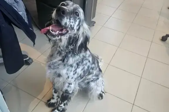Chien perdu , photo : Setter anglais perdu, Rue de la Mairie