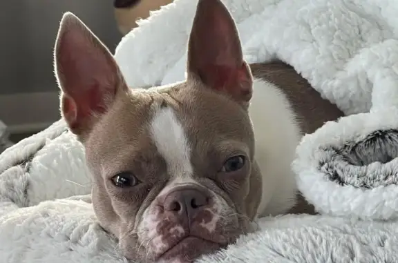 Lost Dog: Sweet, White & Brown - $500 Reward