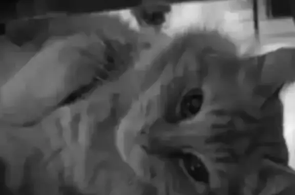 Animaux perdus Bègles, photo: Chat roux perdu, craintif et câlin