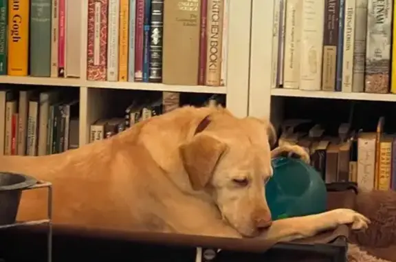 Lost Golden Retriever: Friendly Presh