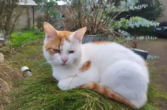 Animaux trouvés Laval, photo: Chat mâle câlin trouvé à Laval