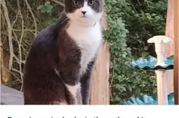 Lost Cat: Grey & White, Wall St, Eatontown