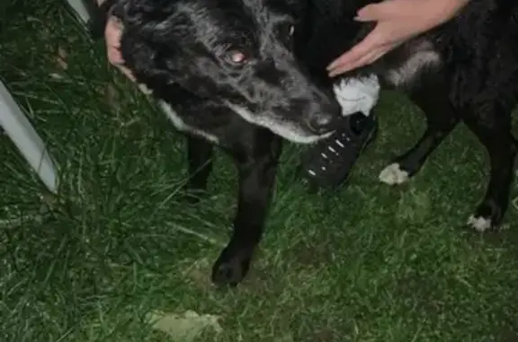 Animaux trouvés , photo: Chien mâle noir trouvé à Aoste sans collier