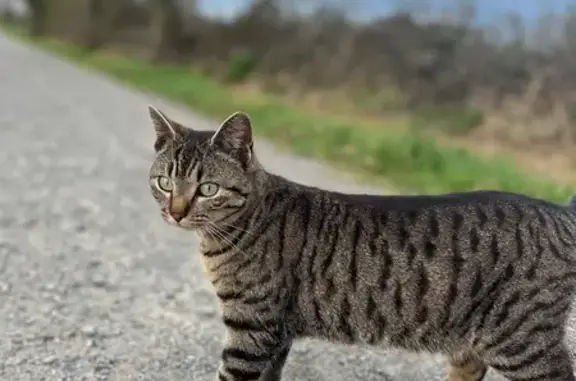Chatte Skaï perdue à Sainte-Reine-de-Bretagne - photo