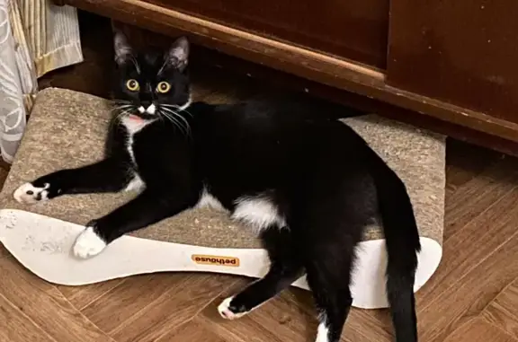 Зникла чорно-біла кішка з рожевим ошийником