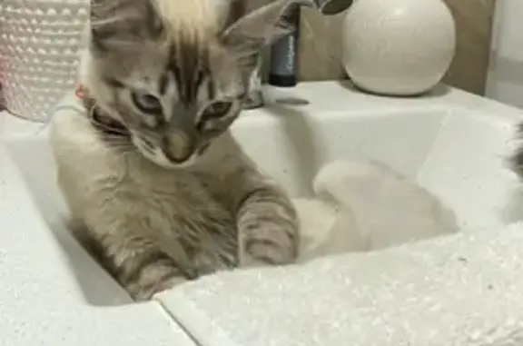 Búsqueda de mascotas, foto: ¡Ayuda! Gata Yuka perdida en Neza