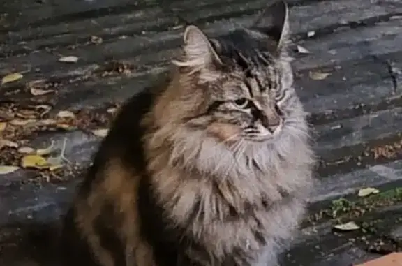 Chat câlin trouvé, Avenue Débat Ponsan - photo