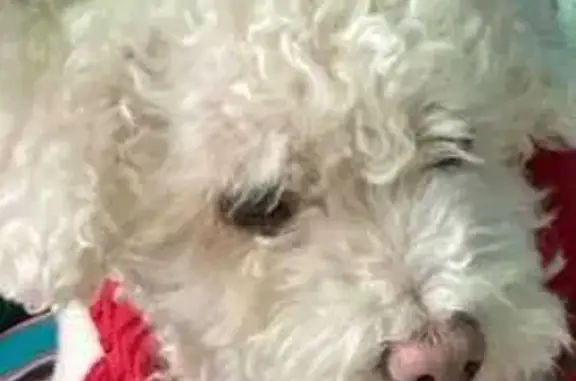 Missing dog , photo: Lost: Small White Poodle, Cortland Oak