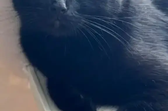 Зникла чорна кішка з особливим оком