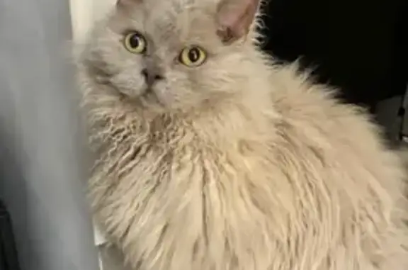 Chat perdu : Ari, yeux jaunes, poils longs - photo