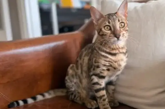 Chatte marron tachetée perdue à Ennetières - photo