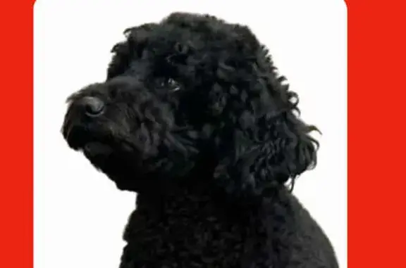 Lost Black Labradoodle in Waldorf, MD