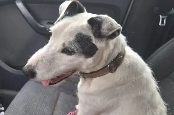 Chien trouvé : Jack Russel croisé blanc - photo