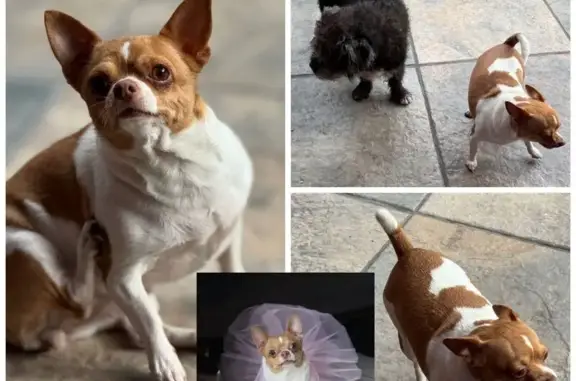 Se Busca: Kiara, Chihuahua Per...