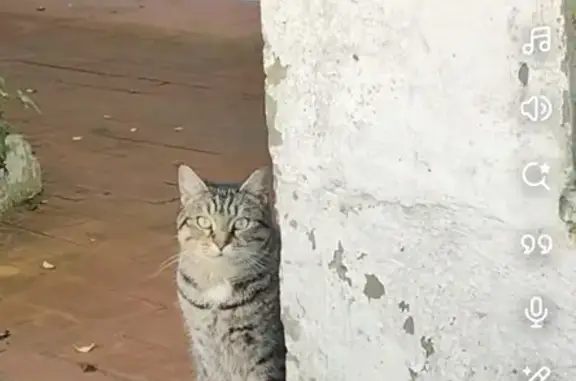 Animaux trouvés Calais, photo: Chatte tigrée trouvée à Calais
