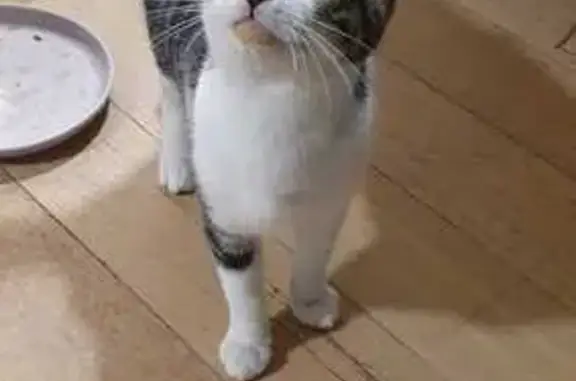 Chat trouvé Lille, photo: Chat mâle trouvé rue Jean-Jaurès, Lille