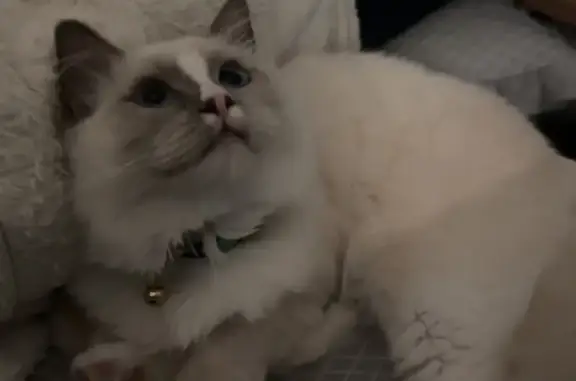 Missing cat Brimbank, photo: Lost Cat Alert: Help Find Yoshi!