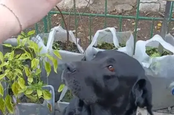 Знайдена чорна собака з ошийни...