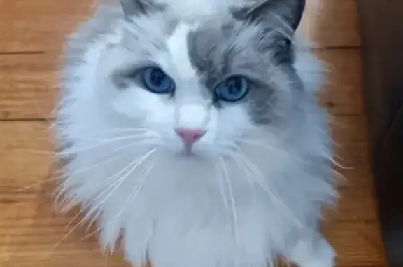 Lost Ragdoll Cat 'Popcorn' in Adelaide
