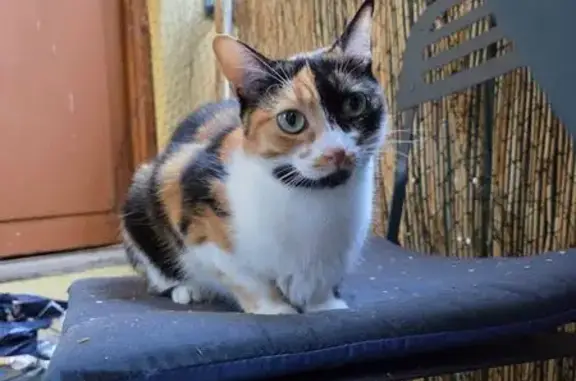 Animaux perdus Albertville, photo: Chatte tricolore perdue à Albertville