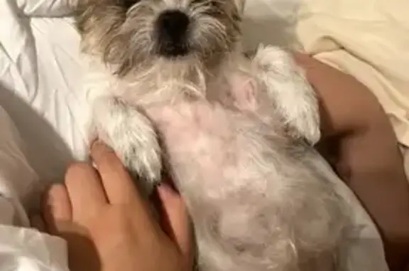 Lost Dog: Lily, White & Brown, Seagoville