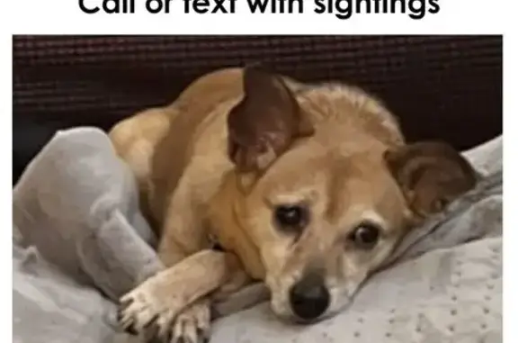 Lost Dog: Light Brown Chihuahua Mix