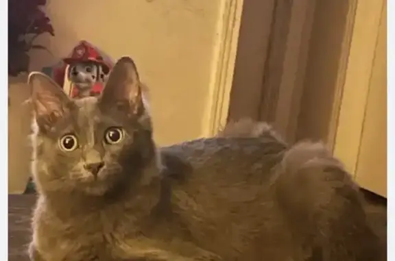 Missing cat Dallas, photo: Lost Gray Cat with Bushy Tail in Dallas