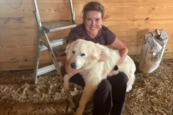 Lost White Puppy: Bluebird Road, Watertown