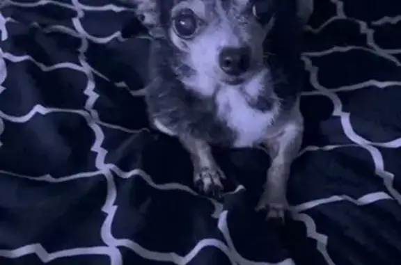 Lost 14-Year-Old Dog Needs Meds Urgently