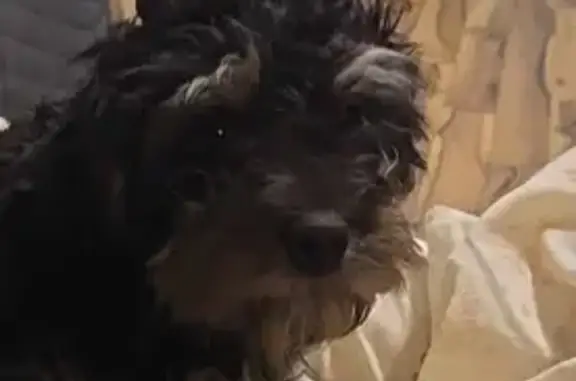 Lost Shy Black Dog, Atkins Rd, Little Rock