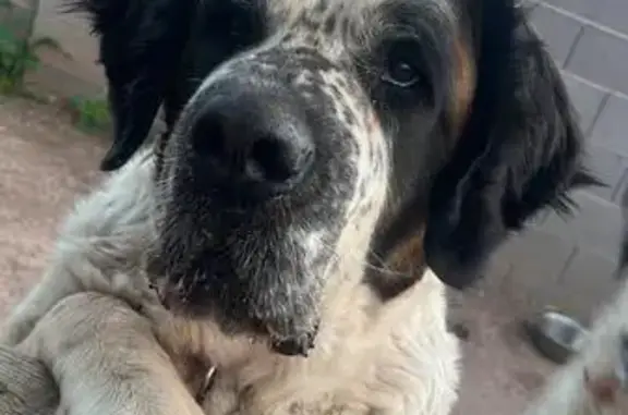 Missing dog Mesa, photo: Lost: 2 Big White Dogs, South Temple St