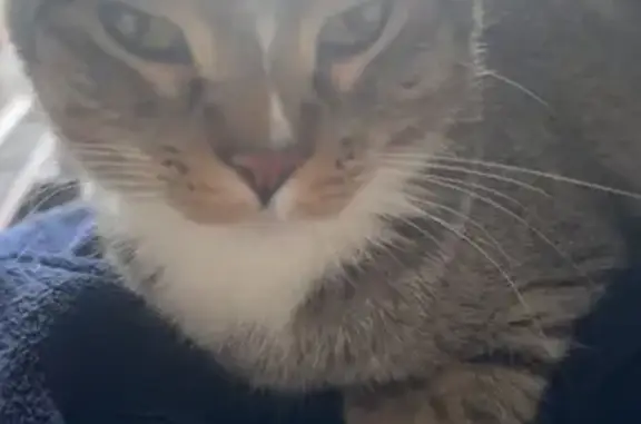 Lost Tabby Cat: Orange Patch, Reeds Rd