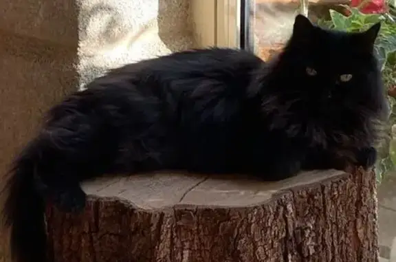 Chatte noire perdue, Aigaliers - photo