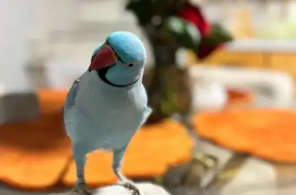 Lost Blue Indian Ringneck in W...