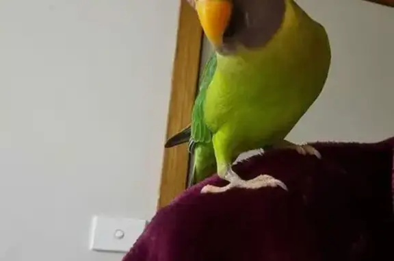 Lost Parakeet Skittle: Talks & Mimics!