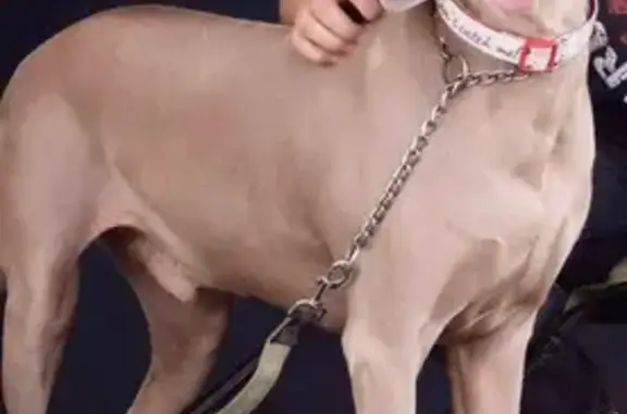 Perro Perdido: Gris, Ojos Amar...